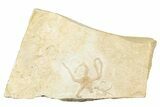 Jurassic Brittle Star Fossil - Solnhofen #244337-1